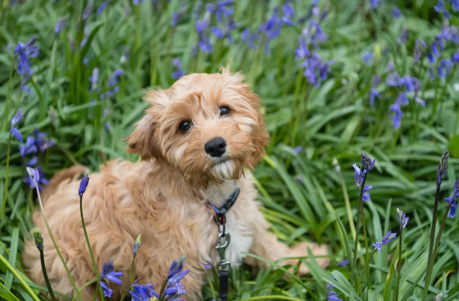 Einen Cavoodle Welpen zu kaufen, bedeutet Verantwortung zu übernehmen! Cavoodle Welpen kaufen.