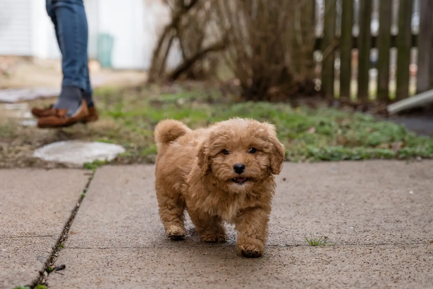 Einen Cavoodle Welpen zu kaufen, bedeutet Verantwortung zu übernehmen! Cavoodle Welpen kaufen.