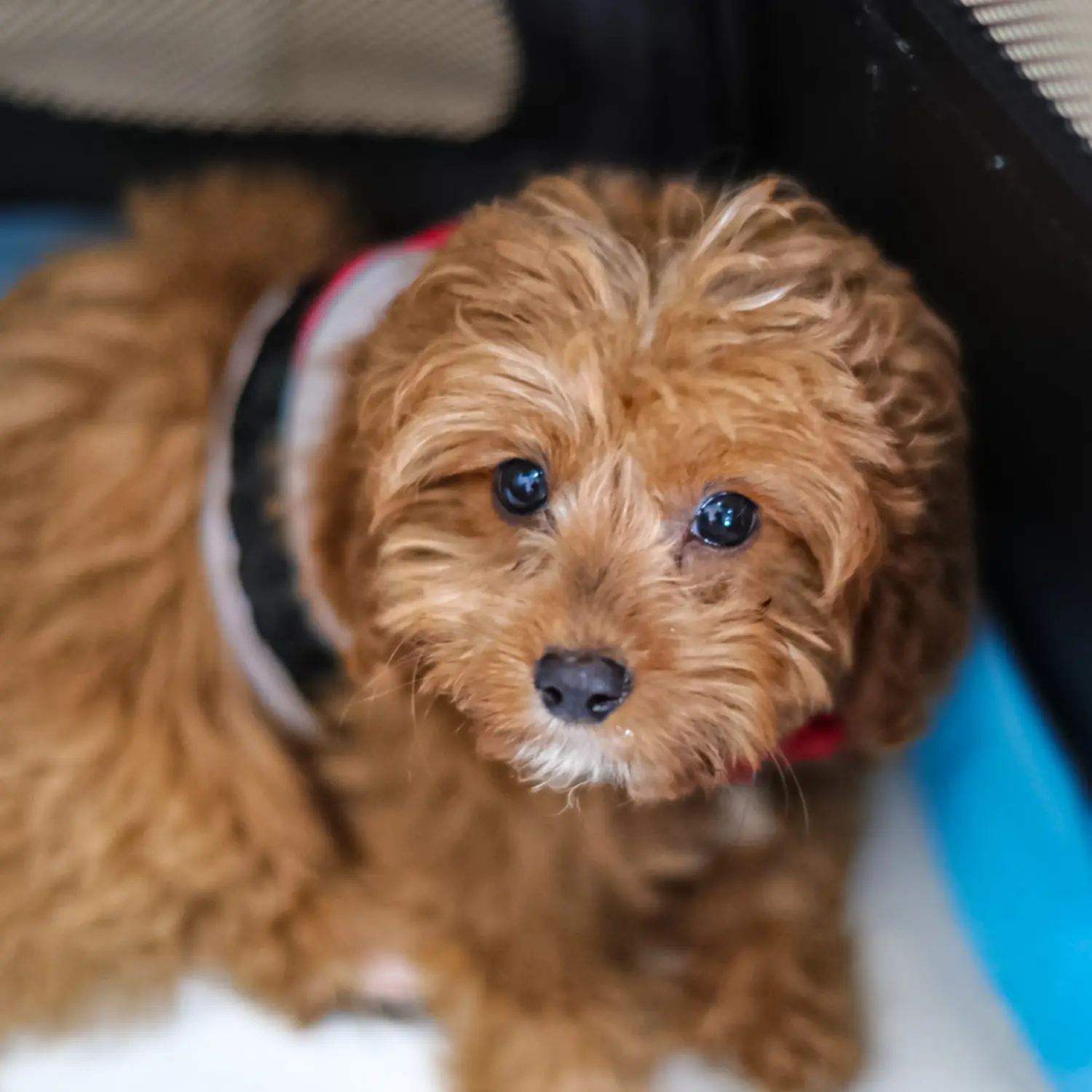 Einen Cavoodle Welpen zu kaufen, bedeutet Verantwortung zu übernehmen! Cavoodle Welpen kaufen.