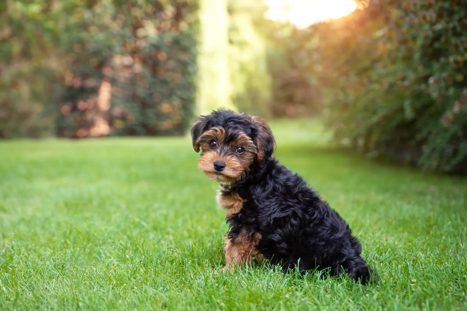Einen Cavoodle Welpen zu kaufen, bedeutet Verantwortung zu übernehmen! Cavoodle Welpen kaufen.