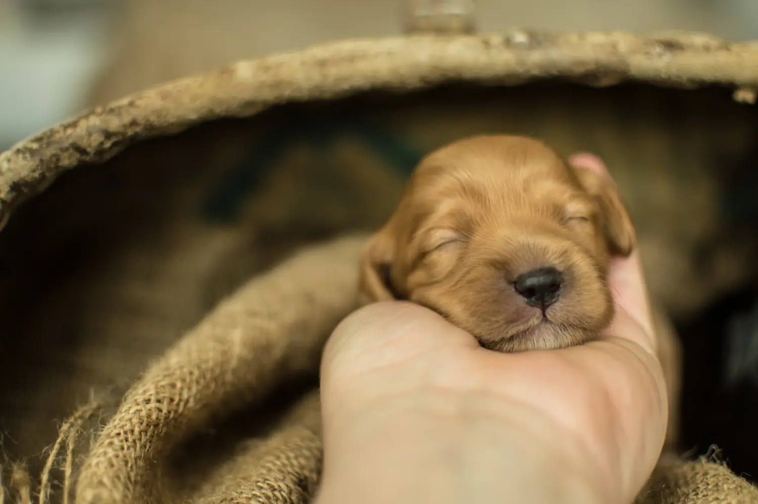 Einen Cavoodle Welpen zu kaufen, bedeutet Verantwortung zu übernehmen! Cavoodle Welpen kaufen.