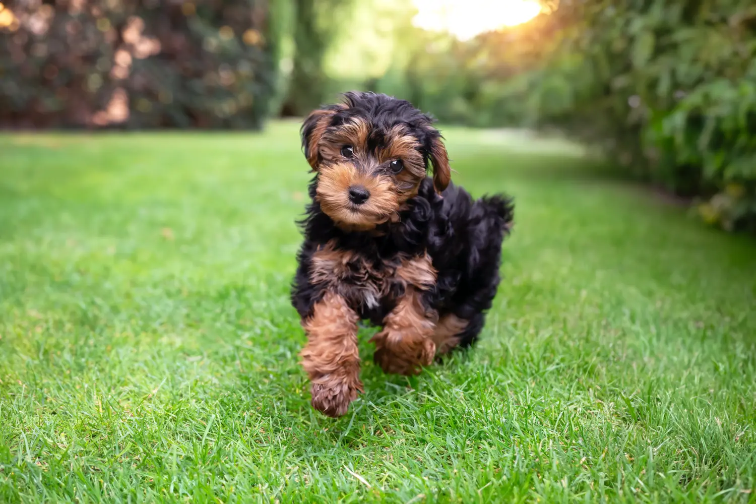 Einen Cavoodle Welpen zu kaufen, bedeutet Verantwortung zu übernehmen! Cavoodle Welpen kaufen.