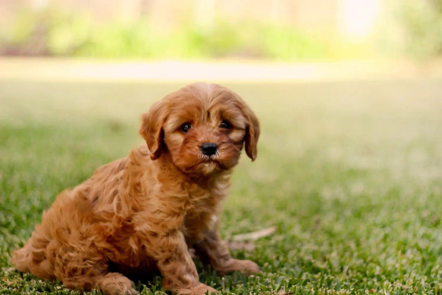 Einen Cavoodle Welpen zu kaufen, bedeutet Verantwortung zu übernehmen! Cavoodle Welpen kaufen.