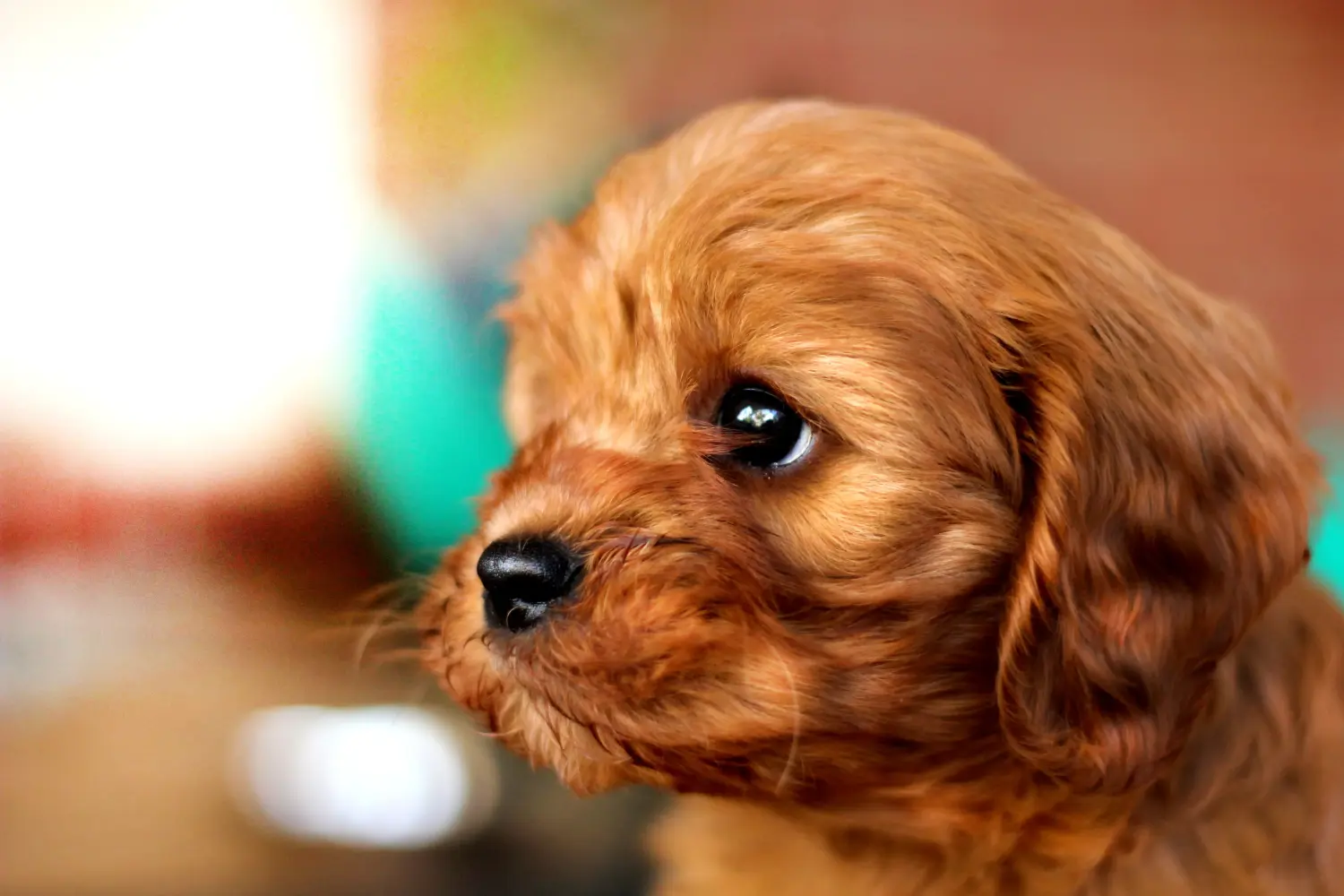 Einen Cavoodle Welpen zu kaufen, bedeutet Verantwortung zu übernehmen! Cavoodle Welpen kaufen.