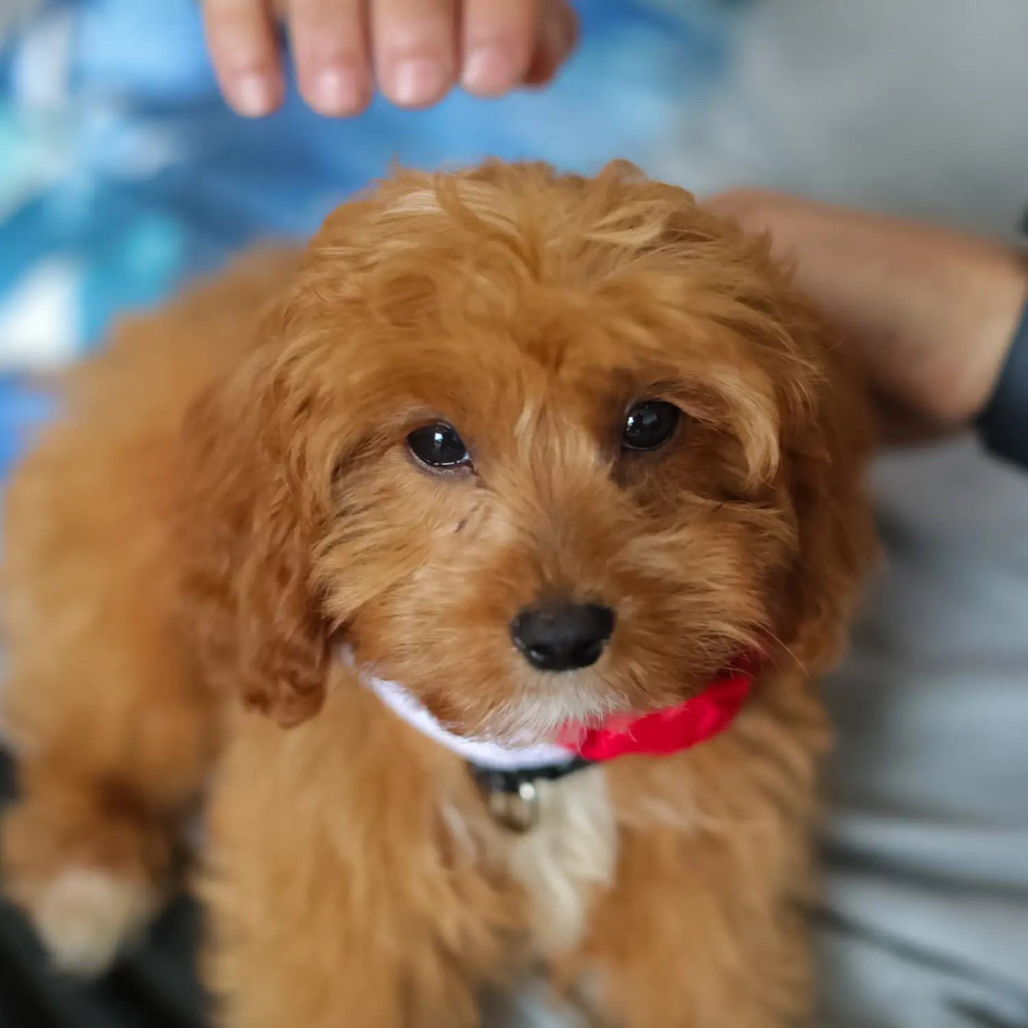 Einen Cavoodle Welpen zu kaufen, bedeutet Verantwortung zu übernehmen! Cavoodle Welpen kaufen.