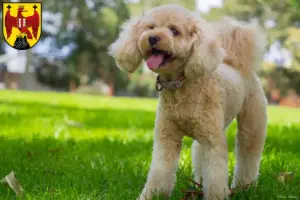 Mehr über den Artikel erfahren Cavoodle Züchter und Welpen im Burgenland