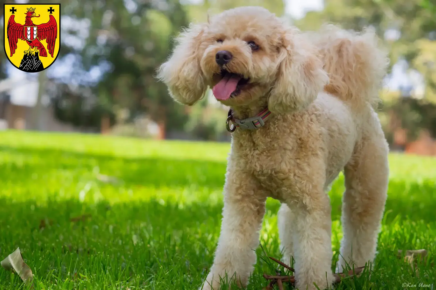 Cavoodle Welpen und Züchter Burgenland Hier findest Du Cavoodles Züchter im Burgenland.