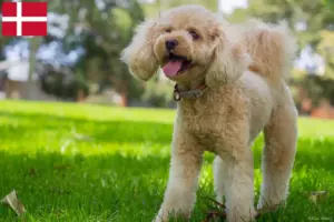 Mehr über den Artikel erfahren Cavoodle Züchter und Welpen in Dänemark