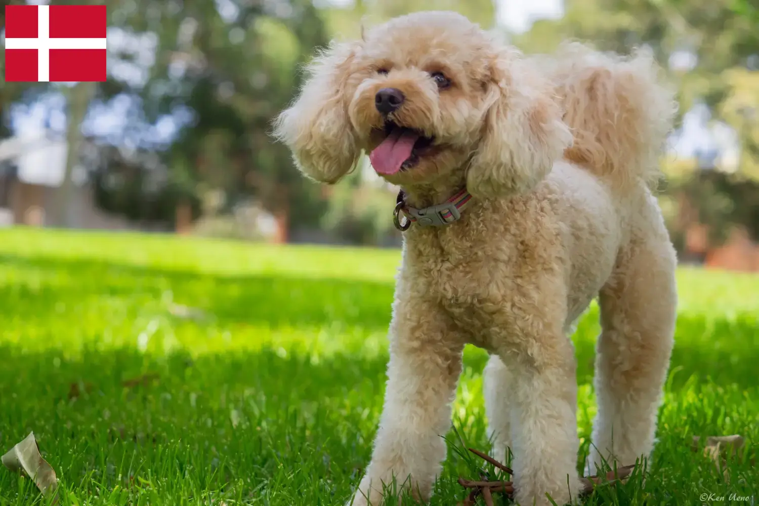Cavoodle Welpen und Züchter Dänemark Hier findest Du Cavoodles Züchter in Dänemark.