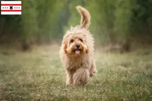 Mehr über den Artikel erfahren Cavoodle Züchter und Welpen in Drenthe