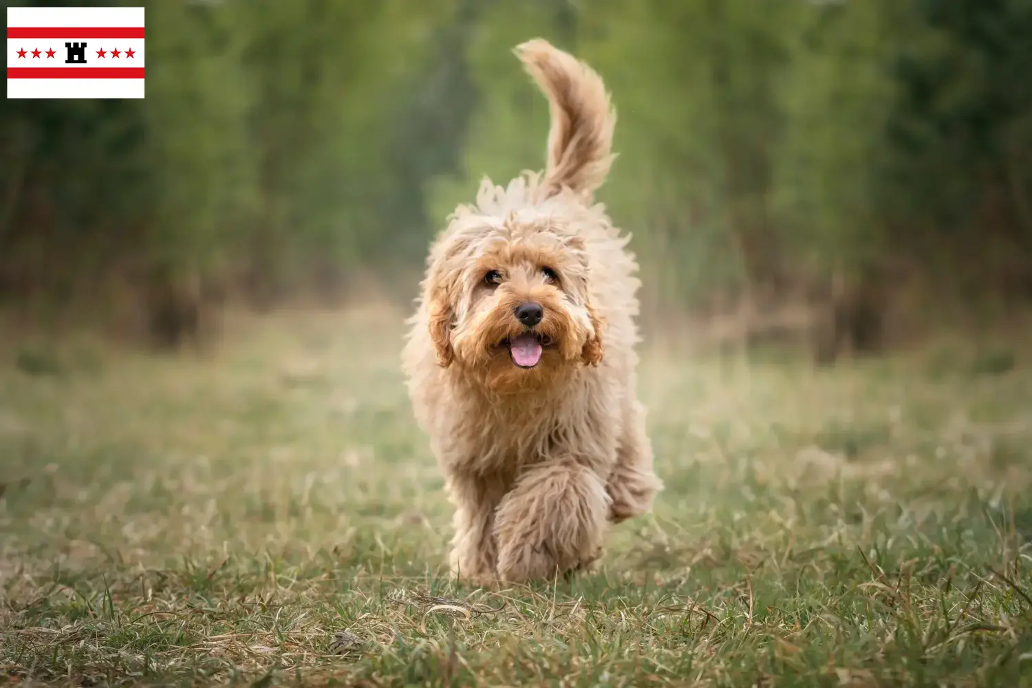Cavoodle Welpen und Züchter Drenthe Hier findest Du Cavoodles Züchter in Drenthe.