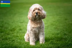 Mehr über den Artikel erfahren Cavoodle Züchter und Welpen in Flevoland