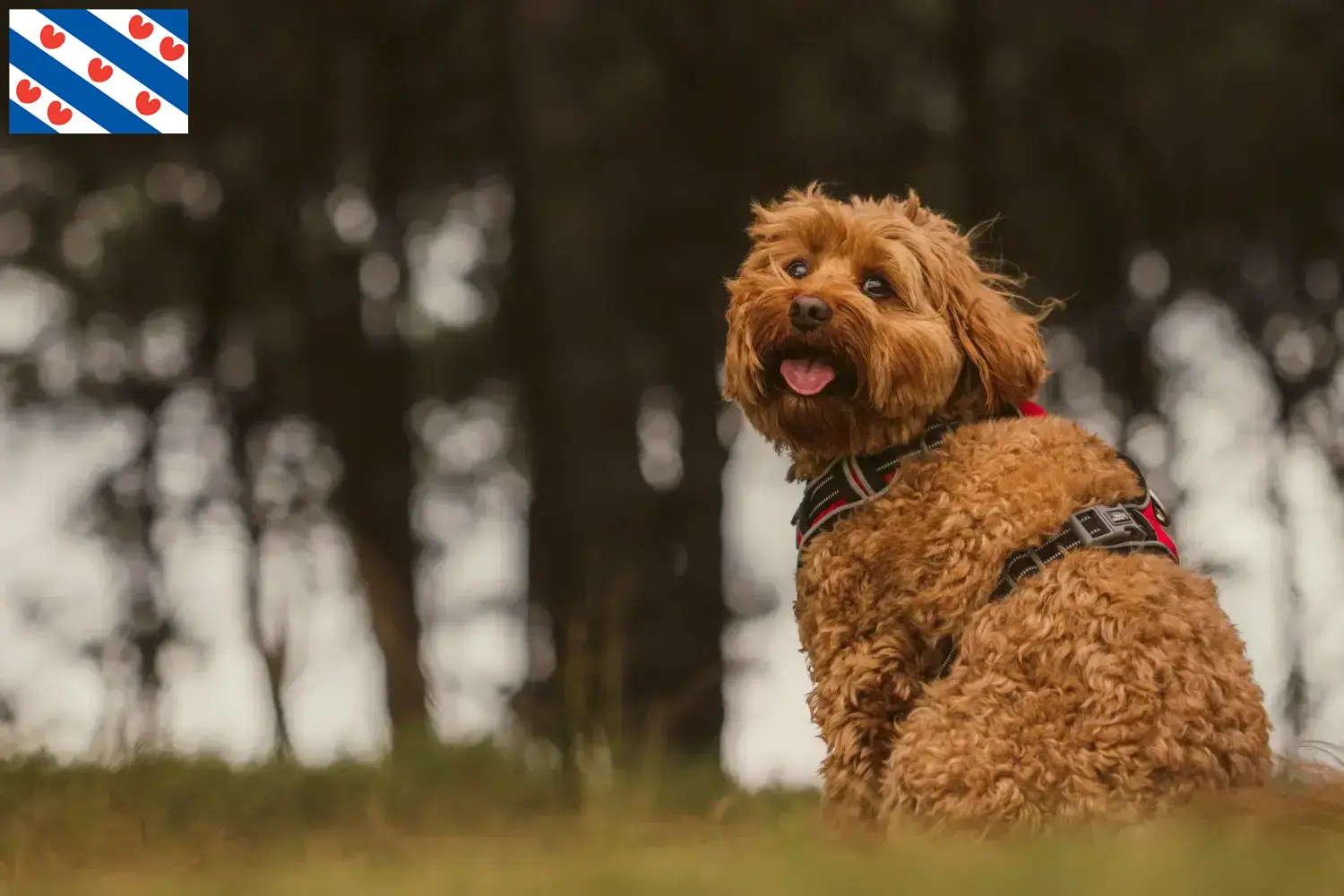 Cavoodle Welpen und Züchter Friesland Hier findest Du Cavoodles Züchter in Friesland.