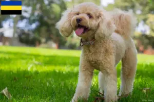 Mehr über den Artikel erfahren Cavoodle Züchter und Welpen in Gelderland