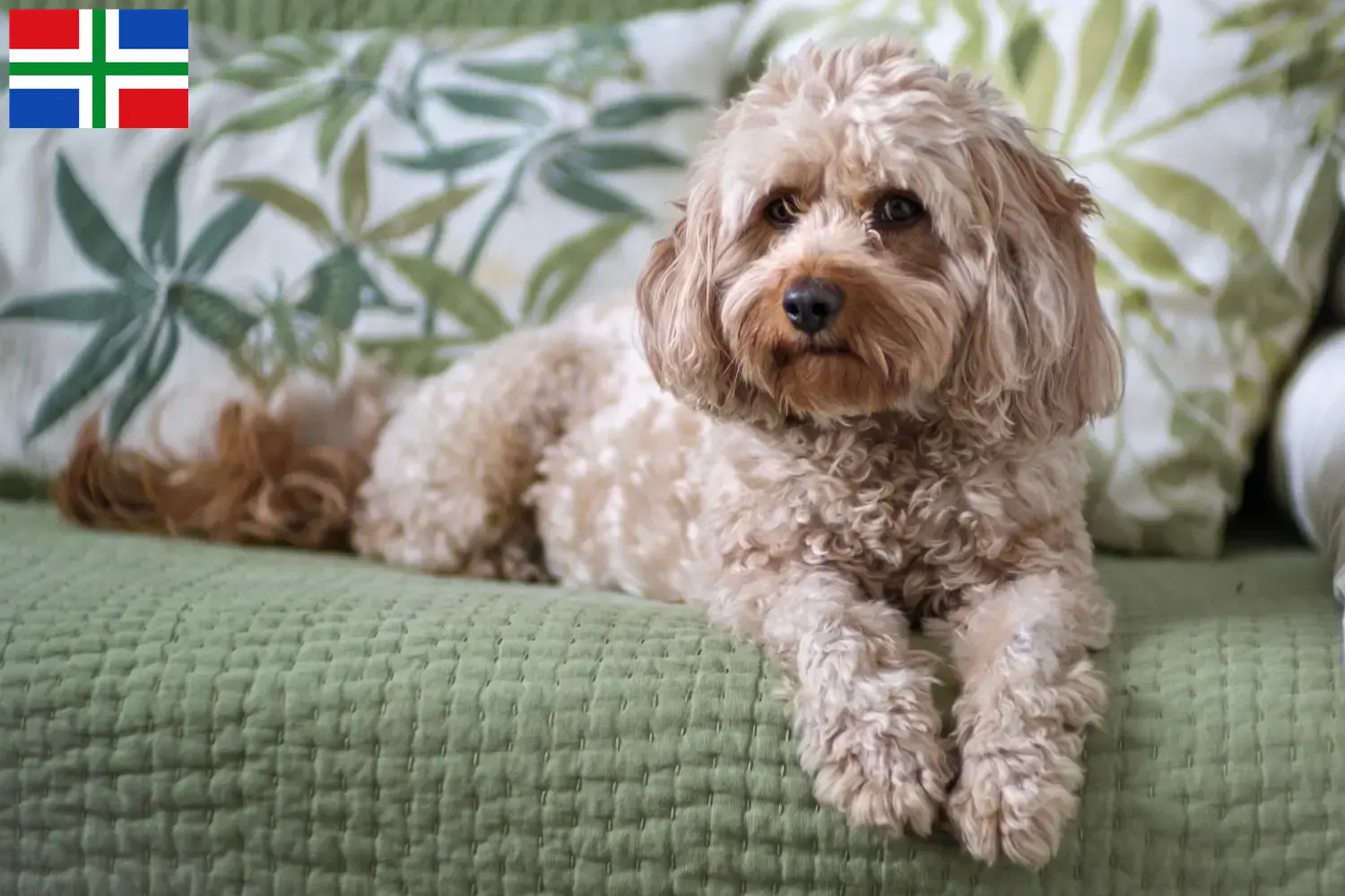 Cavoodle Welpen und Züchter Groningen Hier findest Du Cavoodles Züchter in Groningen.