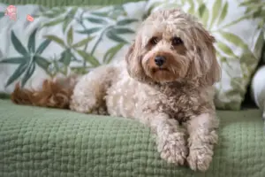 Mehr über den Artikel erfahren Cavoodle Züchter und Welpen in Hovedstaden