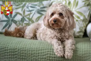 Mehr über den Artikel erfahren Cavoodle Züchter und Welpen in Kärnten