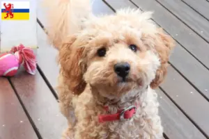 Mehr über den Artikel erfahren Cavoodle Züchter und Welpen in Limburg