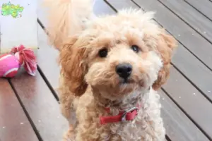 Mehr über den Artikel erfahren Cavoodle Züchter und Welpen in Midtjylland