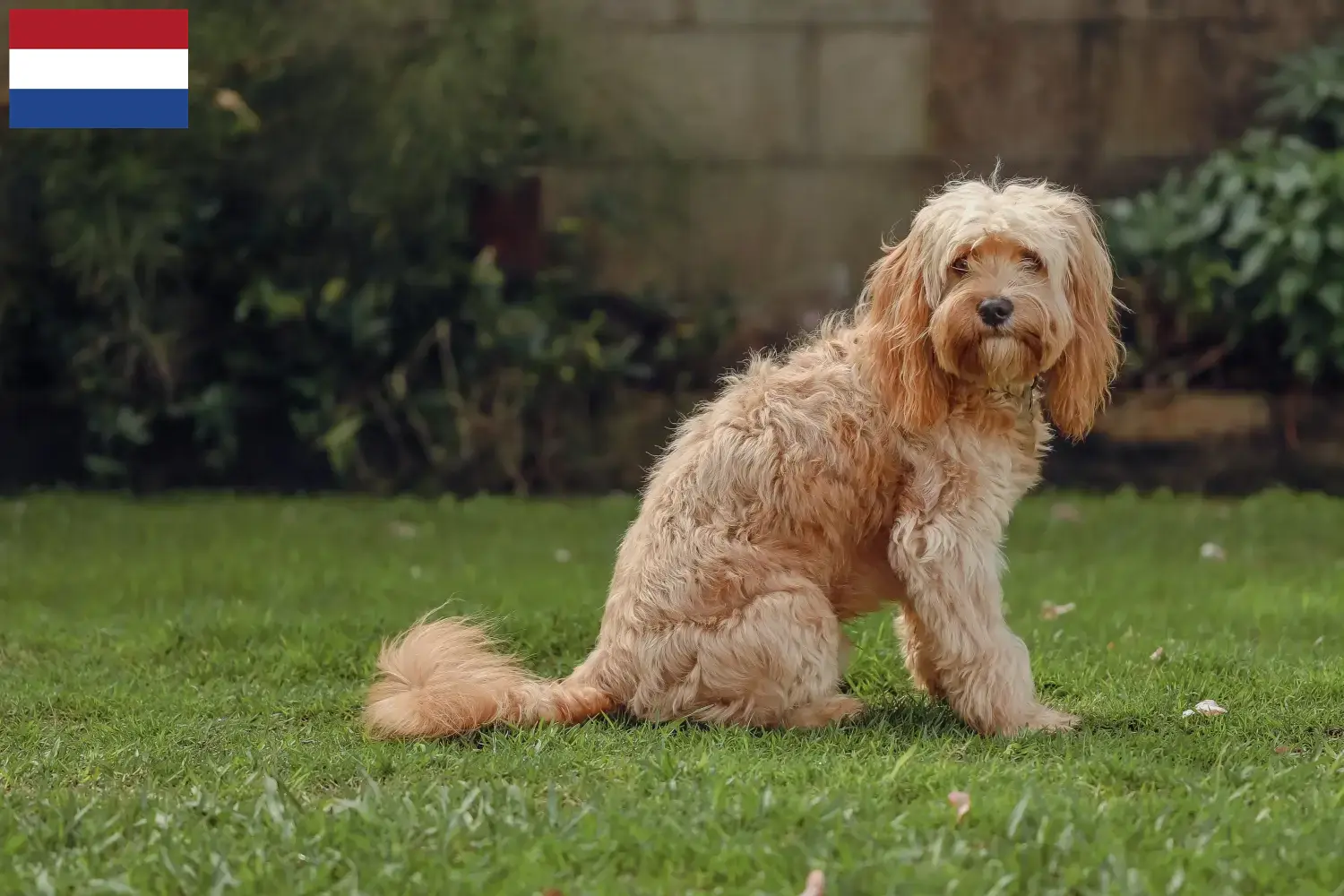 Cavoodle Welpen und Züchter Niederlande Hier findest Du Cavoodles Züchter in den Niederlanden.