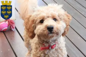 Mehr über den Artikel erfahren Cavoodle Züchter und Welpen in Niederösterreich