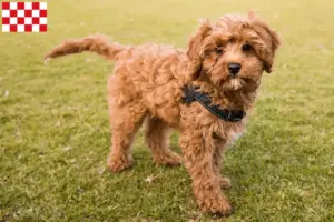Mehr über den Artikel erfahren Cavoodle Züchter und Welpen in Nordbrabant