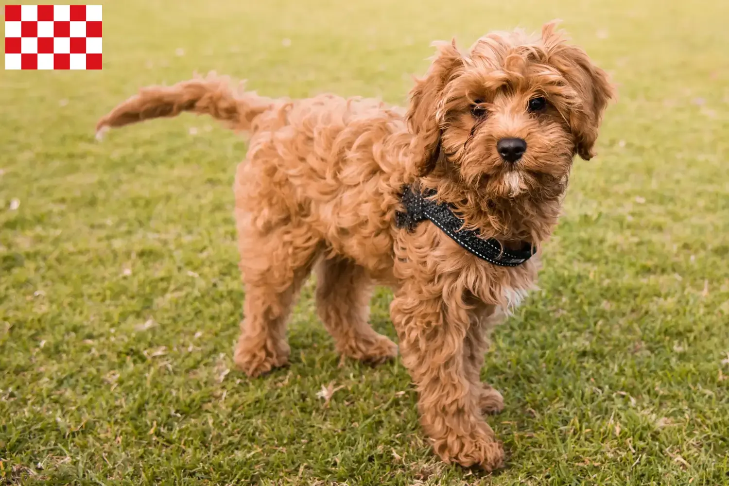 Cavoodle Welpen und Züchter Nordbrabant Hier findest Du Cavoodles Züchter in Nordbrabant.
