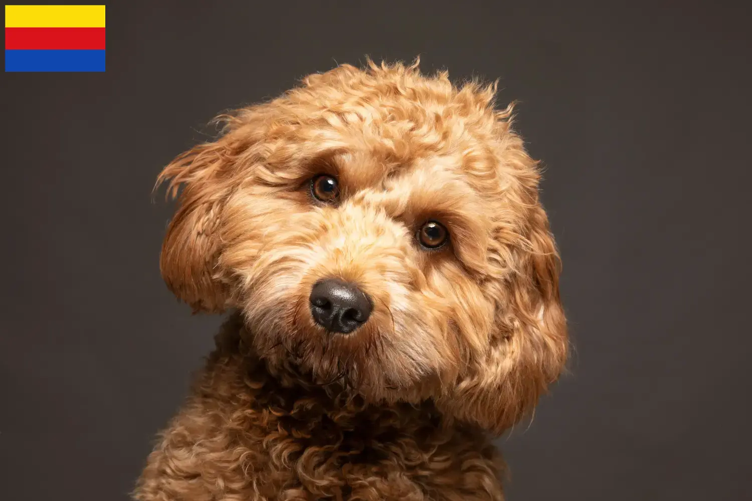 Cavoodle Welpen und Züchter Nordholland Hier findest Du Cavoodles Züchter in Nordholland.