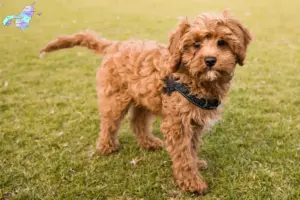 Mehr über den Artikel erfahren Cavoodle Züchter und Welpen in Nordjylland