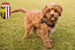 Mehr über den Artikel erfahren Cavoodle Züchter und Welpen in Oberösterreich