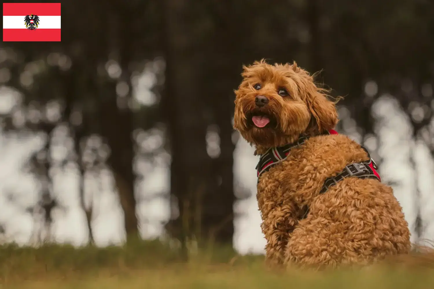 Cavoodle Welpen und Züchter Österreich Hier findest Du Cavoodles Züchter in Österreich.
