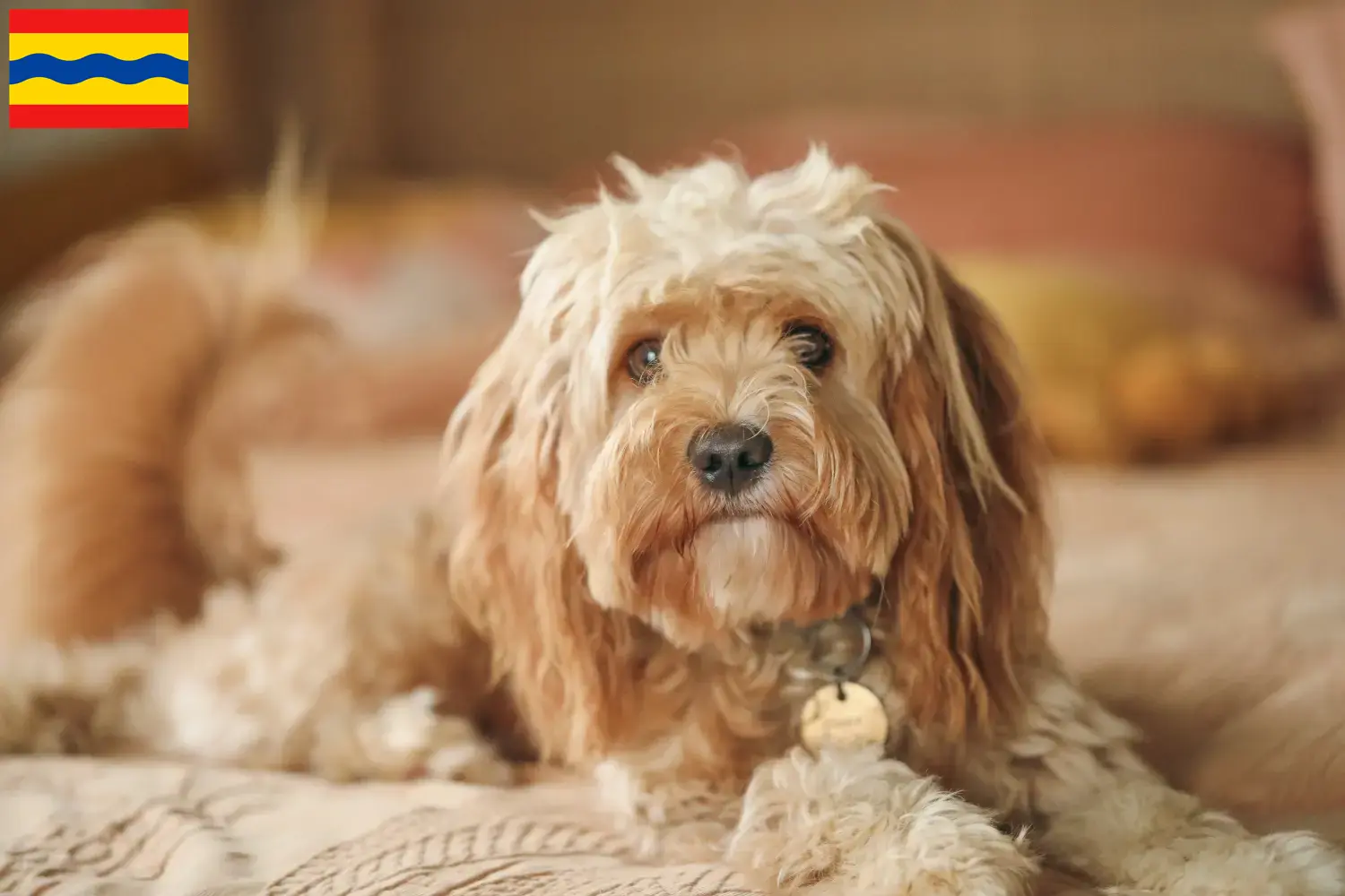 Cavoodle Welpen und Züchter Overijssel Hier findest Du Cavoodles Züchter in Overijssel.