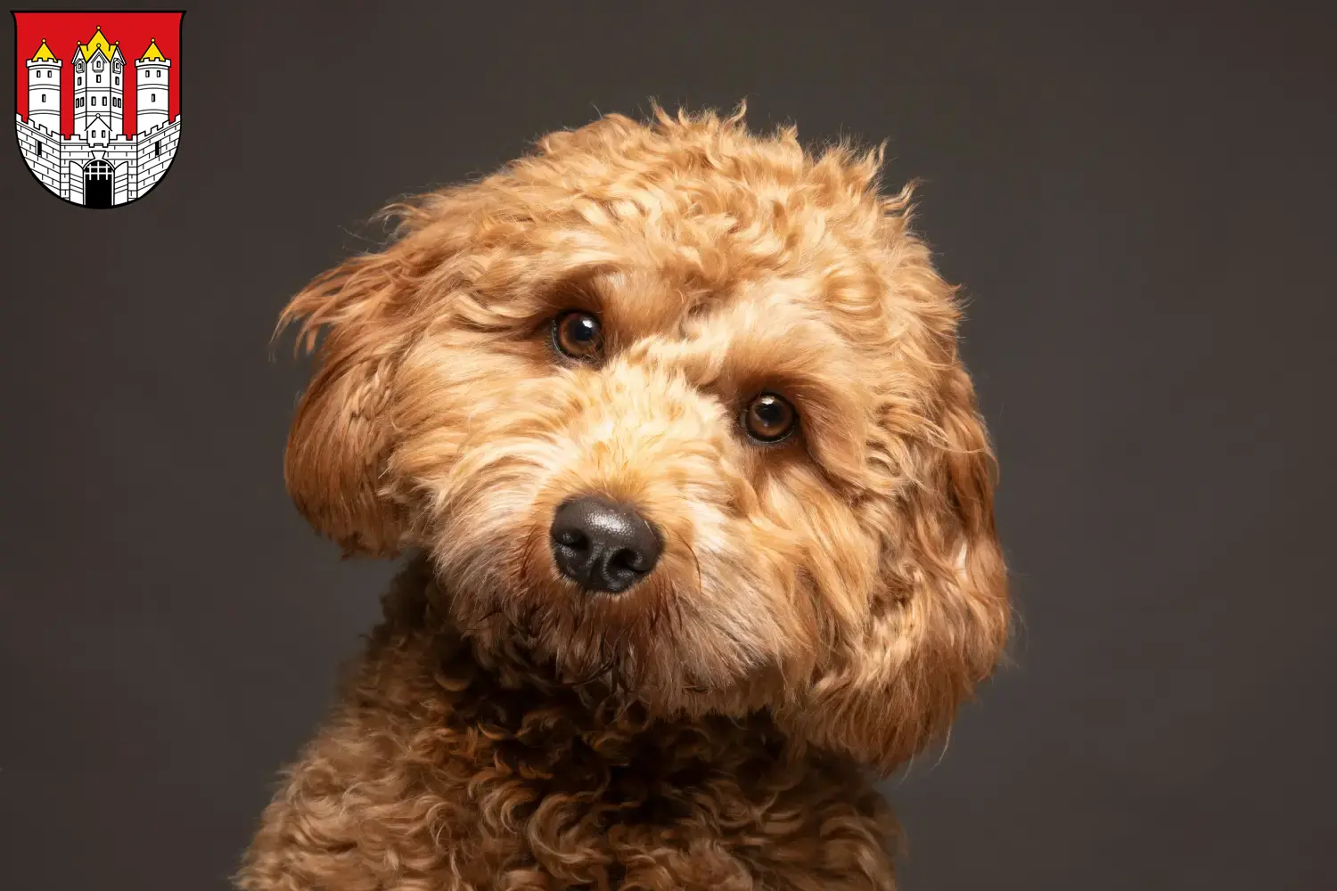 Cavoodle Welpen und Züchter Salzburg Hier findest Du Cavoodles Züchter in Salzburg.