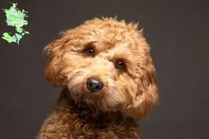 Mehr über den Artikel erfahren Cavoodle Züchter und Welpen in Sjælland