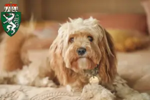Mehr über den Artikel erfahren Cavoodle Züchter und Welpen in der Steiermark