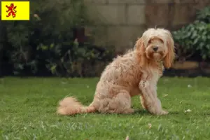 Mehr über den Artikel erfahren Cavoodle Züchter und Welpen in Südholland