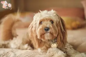 Mehr über den Artikel erfahren Cavoodle Züchter und Welpen in Syddanmark