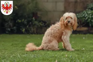 Mehr über den Artikel erfahren Cavoodle Züchter und Welpen in Tirol