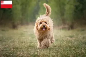 Mehr über den Artikel erfahren Cavoodle Züchter und Welpen in Utrecht