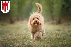 Mehr über den Artikel erfahren Cavoodle Züchter und Welpen in Vorarlberg