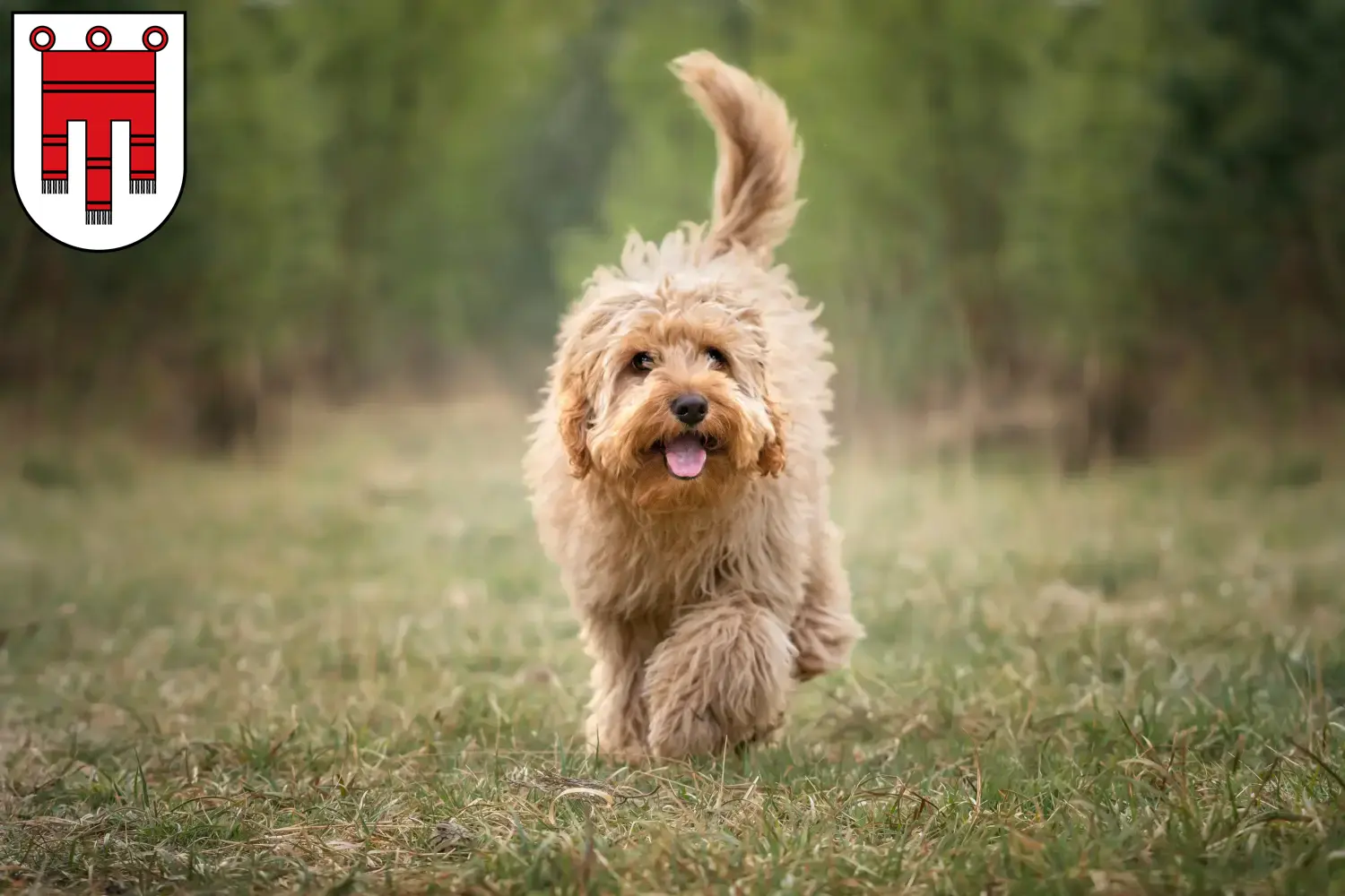 Cavoodle Welpen und Züchter Vorarlberg Hier findest Du Cavoodles Züchter in Vorarlberg.