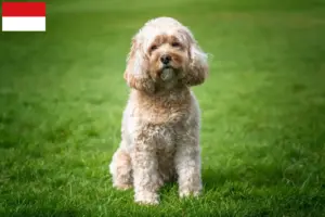 Mehr über den Artikel erfahren Cavoodle Züchter und Welpen in Wien