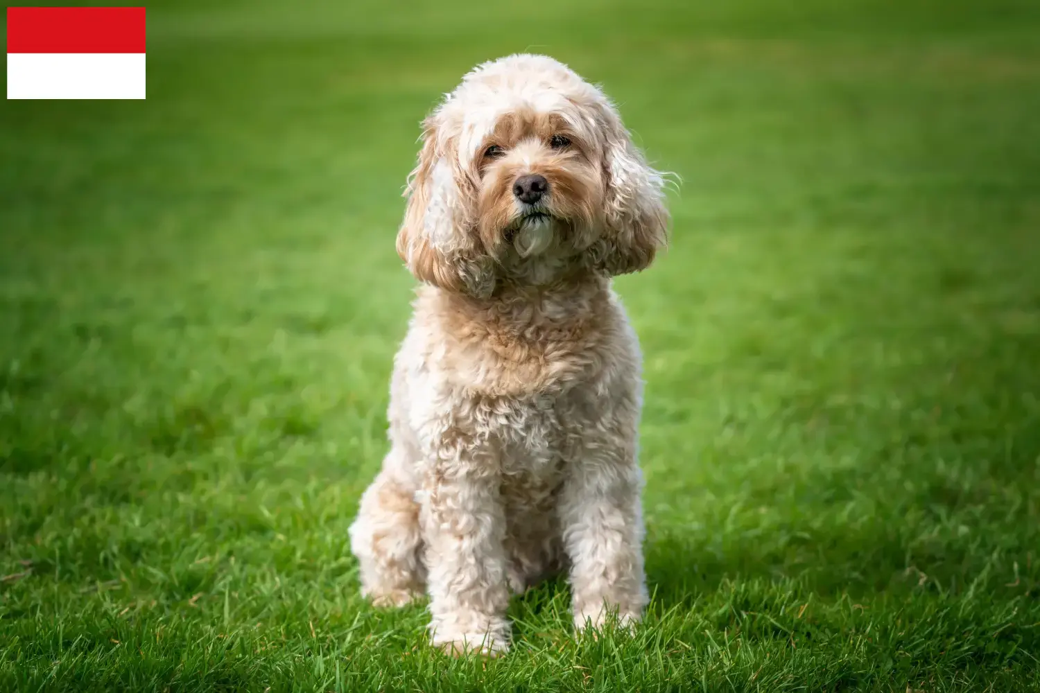 Cavoodle Welpen und Züchter Wien Hier findest Du Cavoodles Züchter in Wien.