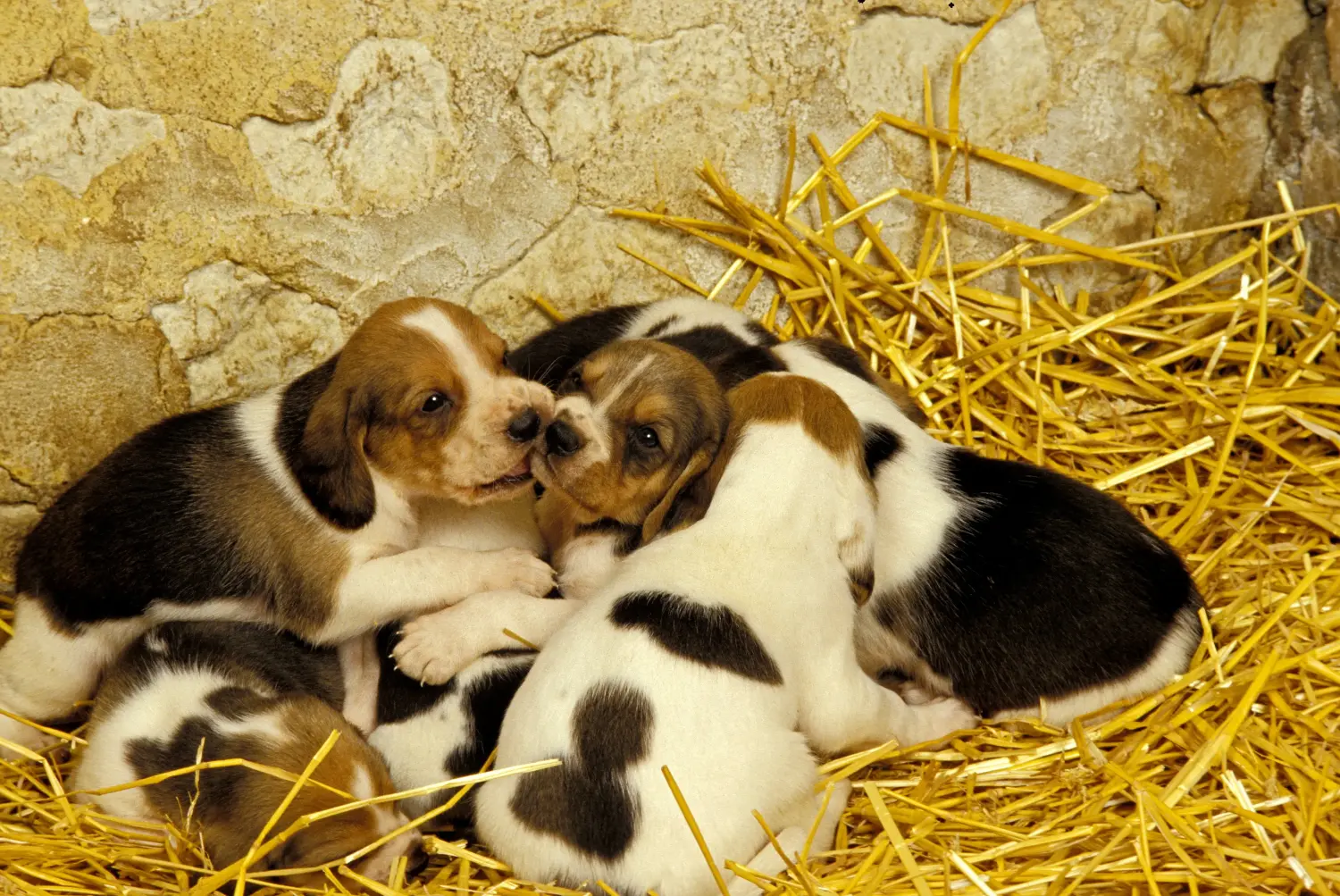 Einen Chien d'Artois Welpen zu kaufen, bedeutet Verantwortung zu übernehmen! Chien d'Artois Welpen kaufen.