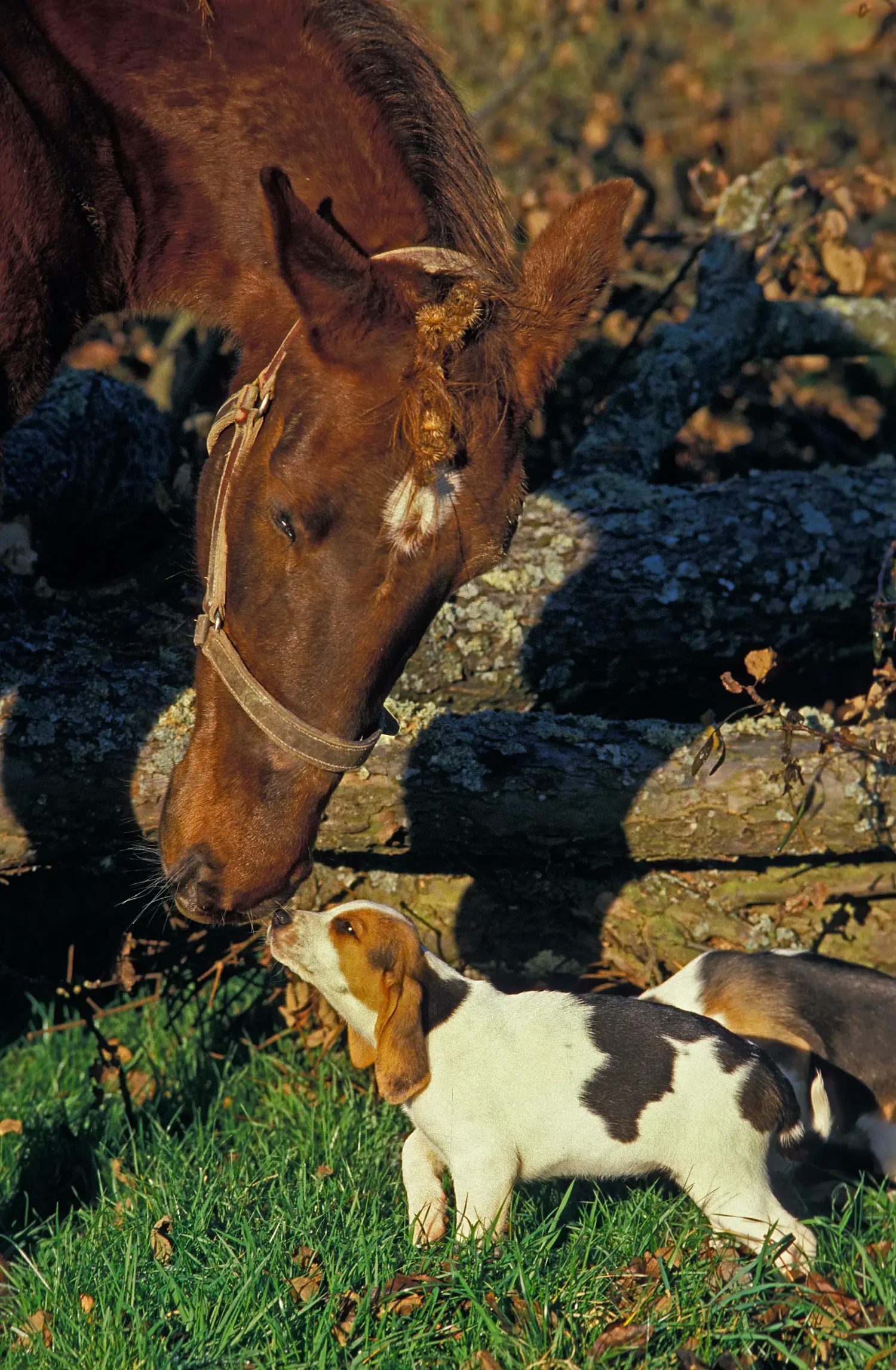 Einen Chien d'Artois Welpen zu kaufen, bedeutet Verantwortung zu übernehmen! Chien d'Artois Welpen kaufen.