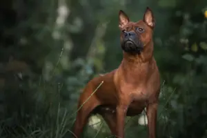 Mehr über den Artikel erfahren Chinese Chongqing Dog Züchter