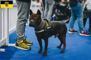 Mehr über den Artikel erfahren Chinese Chongqing Dog Züchter und Welpen in Baden-Württemberg