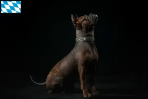 Mehr über den Artikel erfahren Chinese Chongqing Dog Züchter und Welpen in Bayern