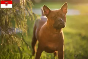 Mehr über den Artikel erfahren Chinese Chongqing Dog Züchter und Welpen in Brandenburg