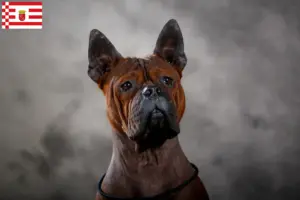 Mehr über den Artikel erfahren Chinese Chongqing Dog Züchter und Welpen in Bremen